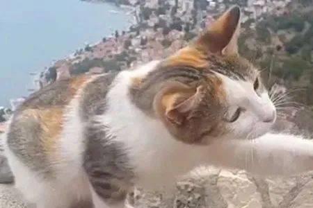 猫可以喝桶装水吗