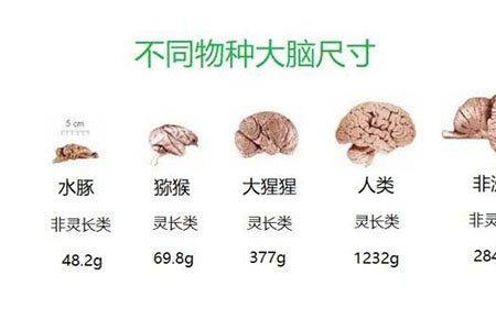 兔子的脑容量是多少