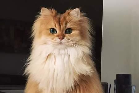 每次猫毛长了可以修剪吗