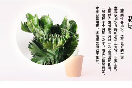 麒麟仙人掌的沙子养殖方法