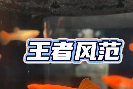 鸿运当头孔雀鱼什么时候成熟