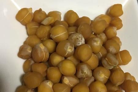 鹰嘴豆玛莎拉是什么