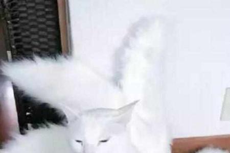猫是女人的化身吗