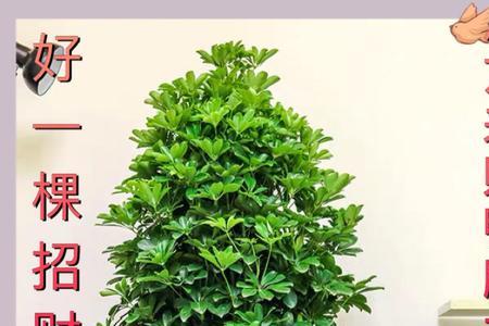 八方来财树开花吗