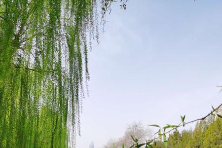 拂堤杨柳写出了杨柳的什么特点