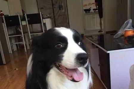 边牧叫声的十种含义