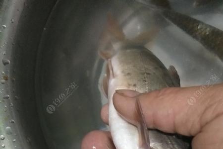 钓沙光鱼用什么味型饵料