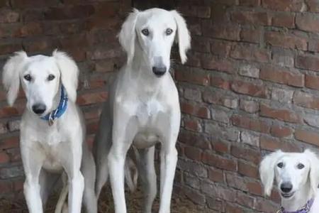 细犬为什么不能当军犬