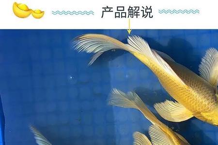 龙凤和蝴蝶区别