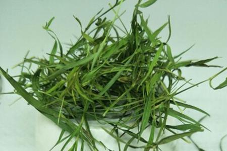 淡竹茶和石竹茶区别