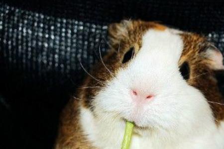 荷兰猪可以吃草莓吗