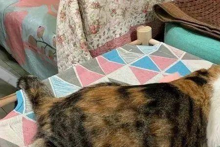 床底下脏猫咪会进去吗
