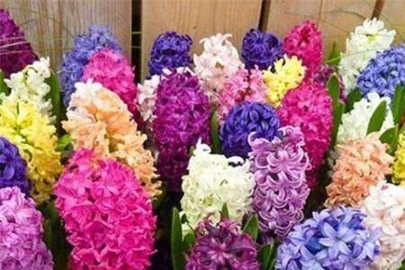 最好听的六字花名