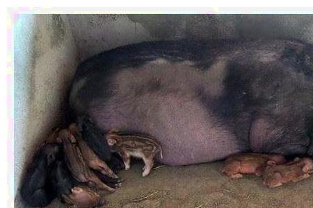 母猪只生一个崽是怎么回事