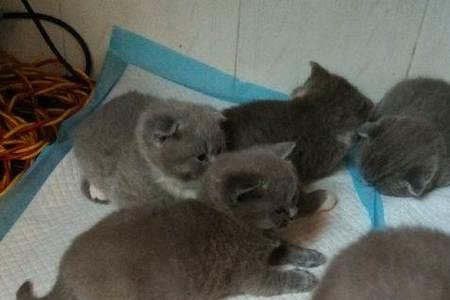 刚满月的小蓝猫怎么喂养
