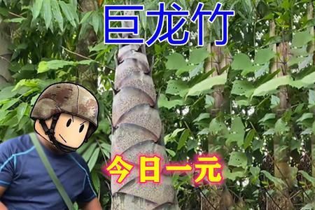 种竹鞭种深好还是浅好