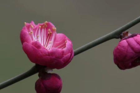 梅花是什么蕊