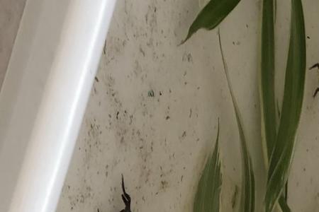 小蝌蚪吃青菜吗