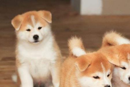 秋田犬和拉不拉多那种更聪明