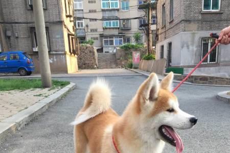秋田犬几个月卷尾巴