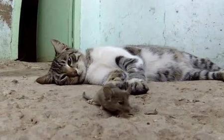 一个月大小猫会抓老鼠吗