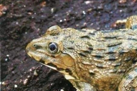 泽陆蛙和虎纹蛙区别