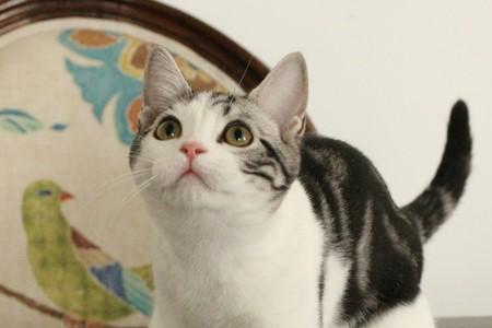 家猫和宠物猫有什么区别