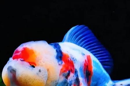 兰寿亚甲基蓝开缸过程