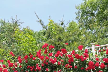 2022年6月红蔷薇哪个电视台