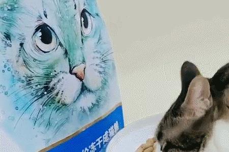 猫能不能吃面粉做的东西
