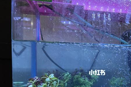 鱼缸收到后多久可以开缸