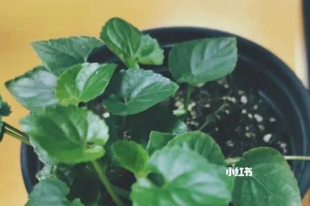 香堇菜怎么养