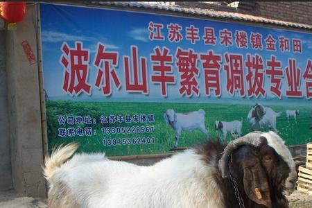 波尔山羊几个月断奶