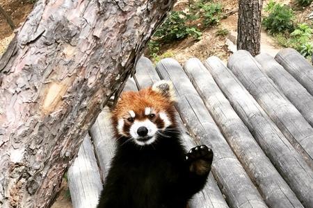 大连森林动物园有没有猪