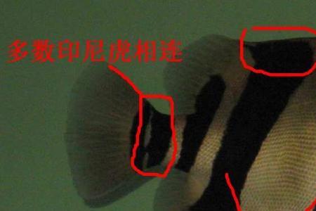苏虎好还是泰虎好