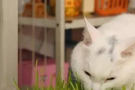乌龟可以吃猫草吗