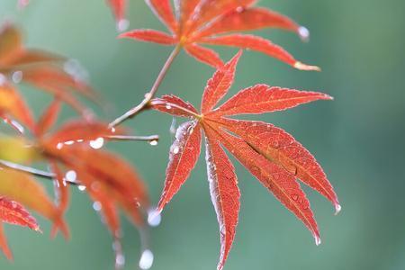 秋雨滴滴凉下联