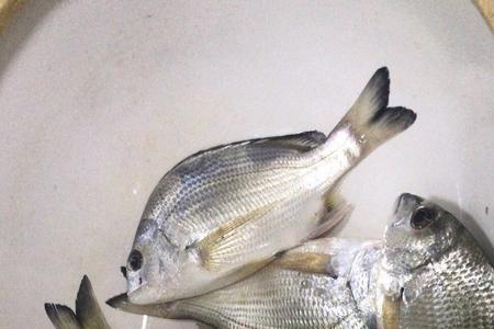 钓海鱼气压多少合适