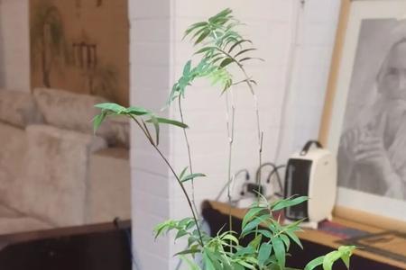 琴瑟和弦什么意思