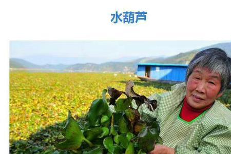福寿螺吃不吃水葫芦