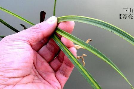 蕙兰青篮线开什么花