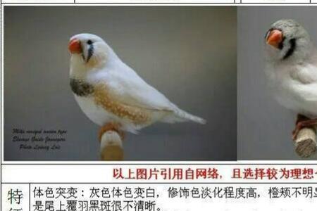 珍珠鸟几个月好分公母