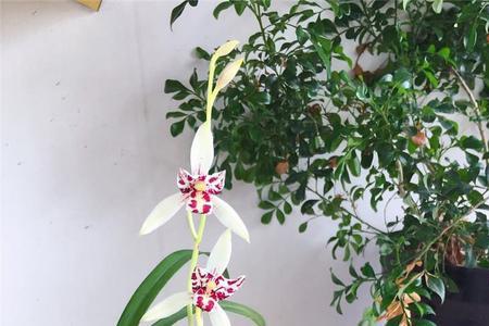 建兰雪舞红尘介绍
