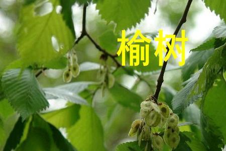 山榆树和榔榆的区别