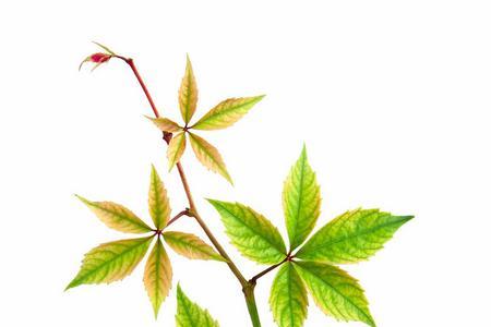 葡萄茎叶的象征和寓意