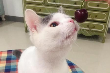 香猫可以闻吗