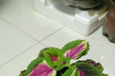 五彩苏叶能吃吗
