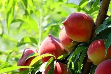 鹰嘴桃叶子特点