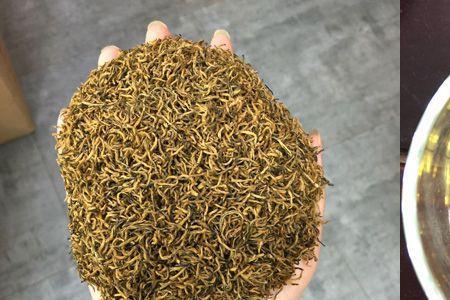 金骏眉一年可以采摘几季
