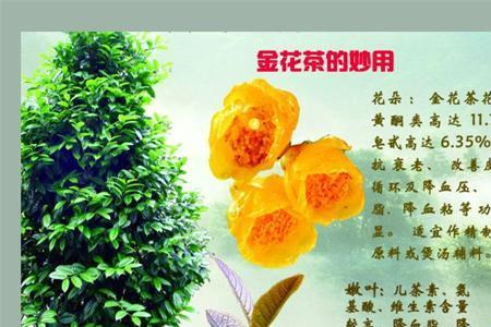 紫砂壶可以泡金花茶吗